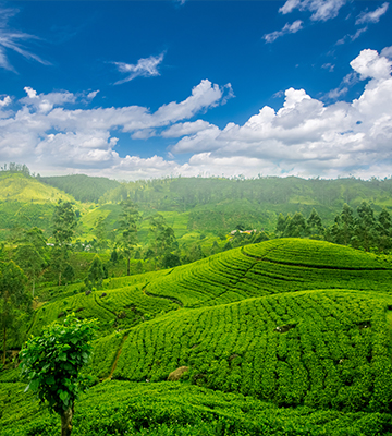 nuwara eliya
